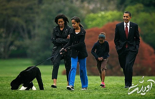 روز جهانی سگ، وفادارترین دوست انسان